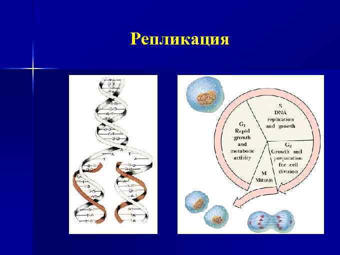 Репликация 