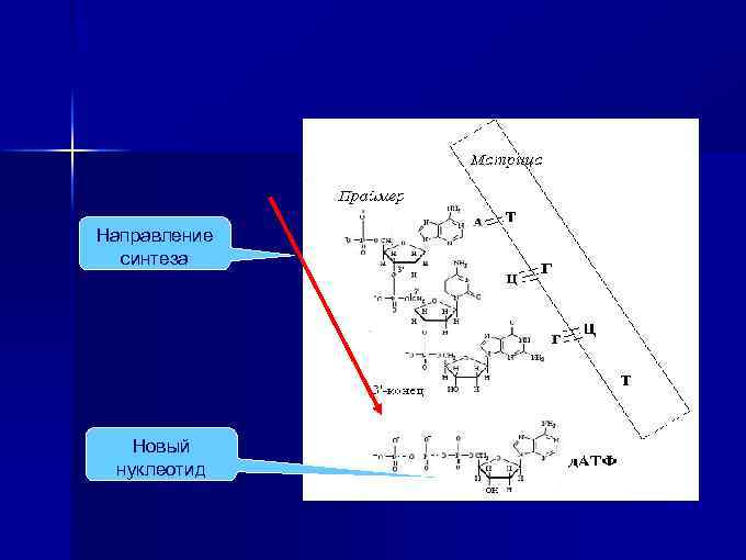 Направление синтеза Новый нуклеотид 