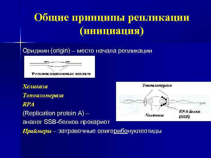 Общие принципы репликации (инициация) Ориджин (origin) – место начала репликации Хеликаза Топоизомераза RPA (Replication