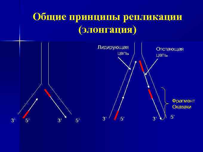 Общие принципы репликации (элонгация) Лидирующая цепь Отстающая цепь Фрагмент Оказаки 3’ 5’ 