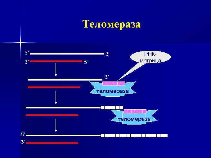 Теломераза 5’ 3’ 3’ РНКматрица 5’ 3’ теломераза 5’ 3’ 