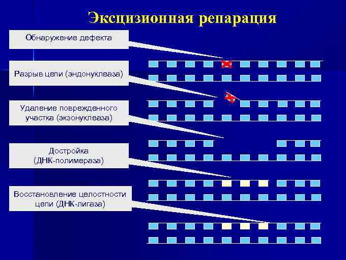 Репарация границ. Эксцизионная репарация. Фермент репарации ДНК - экзонуклеаза. Эксцизионная репарация нуклеотидов. Эксцизионная репарация ДНК схема.