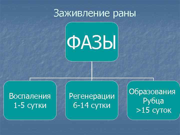 Заживление раны ФАЗЫ Воспаления 1 -5 сутки Регенерации 6 -14 сутки Образования Рубца >15