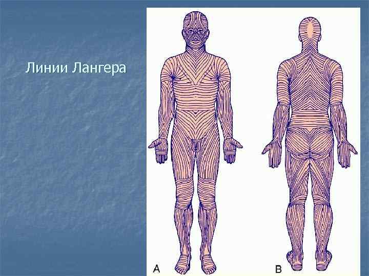 Линии лангера на теле