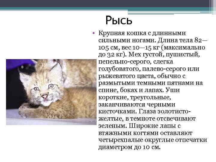 Рысь • Крупная кошка с длинными сильными ногами. Длина тела 82— 105 см, вес