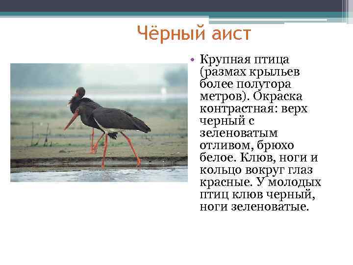 Чёрный аист • Крупная птица (размах крыльев более полутора метров). Окраска контрастная: верх черный
