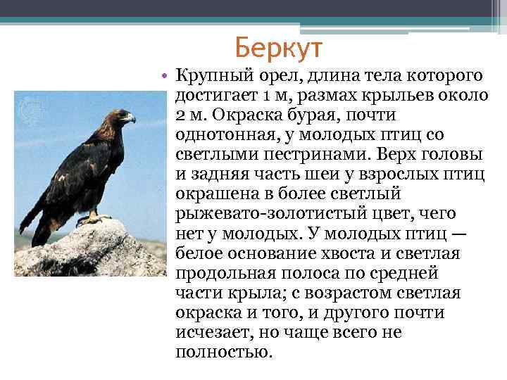 Беркут • Крупный орел, длина тела которого достигает 1 м, размах крыльев около 2