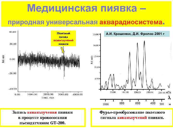 Медицинская пиявка – природная универсальная акварадиосистема. Полезный сигнал акваизлучений пиявки А. И. Крашенюк, Д.