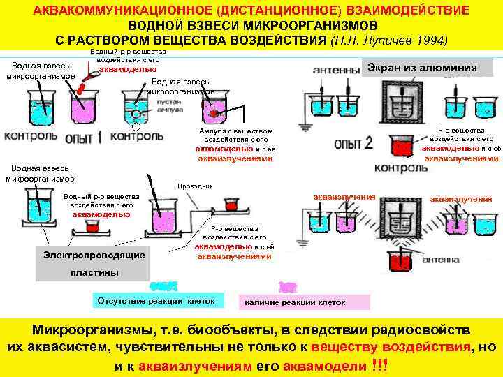 АКВАКОММУНИКАЦИОННОЕ (ДИСТАНЦИОННОЕ) ВЗАИМОДЕЙСТВИЕ ВОДНОЙ ВЗВЕСИ МИКРООРГАНИЗМОВ С РАСТВОРОМ ВЕЩЕСТВА ВОЗДЕЙСТВИЯ (Н. Л. Лупичев 1994)