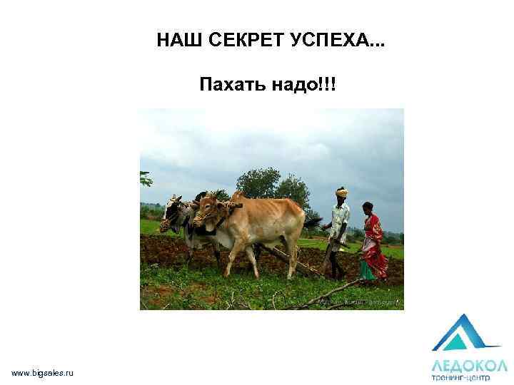 НАШ СЕКРЕТ УСПЕХА. . . Пахать надо!!! www. bigsales. ru 