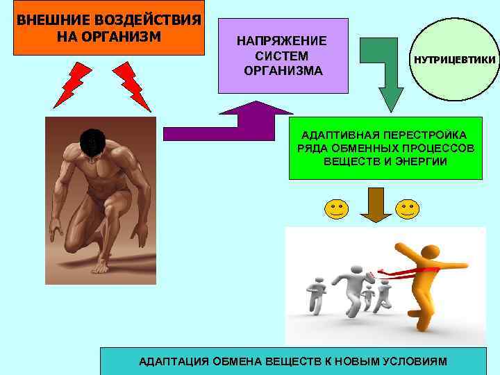 ВНЕШНИЕ ВОЗДЕЙСТВИЯ НА ОРГАНИЗМ НАПРЯЖЕНИЕ СИСТЕМ ОРГАНИЗМА НУТРИЦЕВТИКИ АДАПТИВНАЯ ПЕРЕСТРОЙКА РЯДА ОБМЕННЫХ ПРОЦЕССОВ ВЕЩЕСТВ