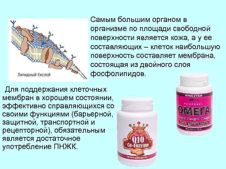 Самым большим органом в организме по площади свободной поверхности является кожа, а у ее