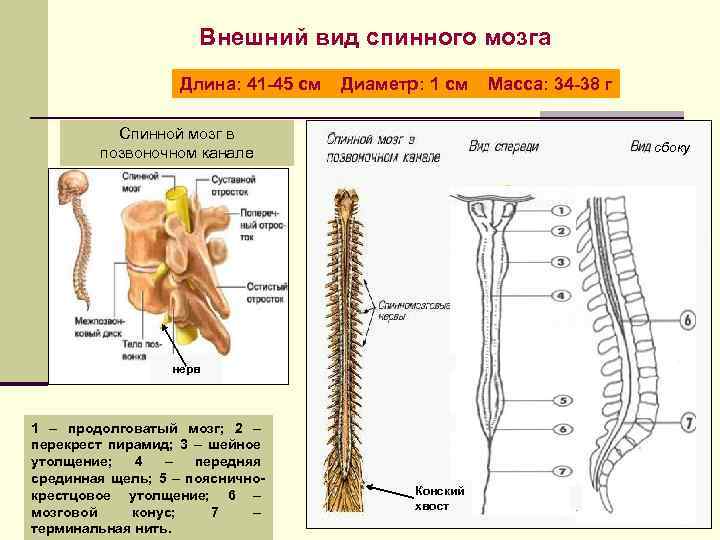 Спинной мозг фото в разрезе