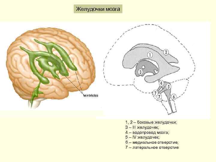 Желудочек