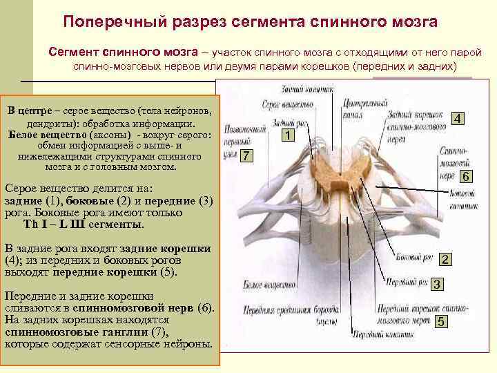 Спинной мозг фото в разрезе