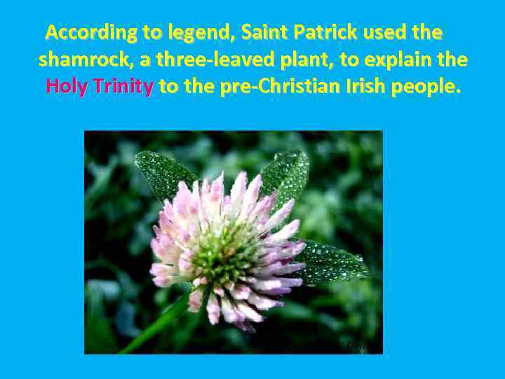 According to legend, Saint Patrick used the shamrock, a three-leaved plant, to explain the