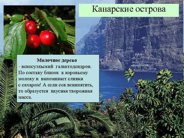 Канарские острова Молочное дерево - венесуэльский галактодендрон. По составу близок к коровьему молоку и