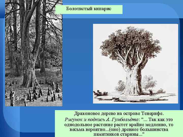 Болотистый кипарис Драконовое дерево на острове Тенерифе. Рисунок и подпись А. Гумбольдта: ". .