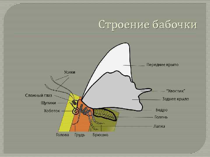 Строение бабочки 