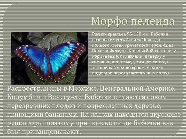 Морфо пелеида Размах крыльев 95 -120 мм. Бабочка названа в честь Ахилла Пелеида ―