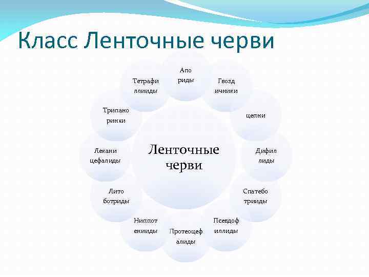 Класс Ленточные черви Тетрафи ллииды Апо риды Гвозд ичники Трипано ринхи Лекани цефалиды цепни