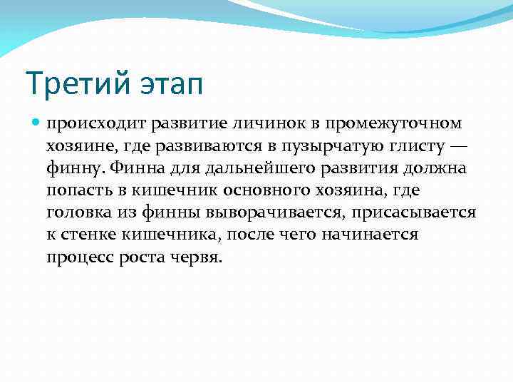 Третий этап происходит развитие личинок в промежуточном хозяине, где развиваются в пузырчатую глисту —