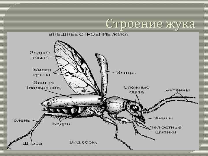 Строение майского жука рисунок