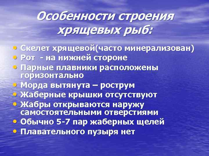 Особенности строения хрящевых рыб: • Скелет хрящевой(часто минерализован) • Рот - на нижней стороне