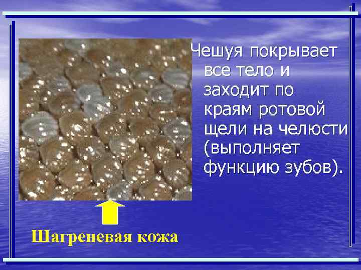 Чешуя покрывает все тело и заходит по краям ротовой щели на челюсти (выполняет функцию