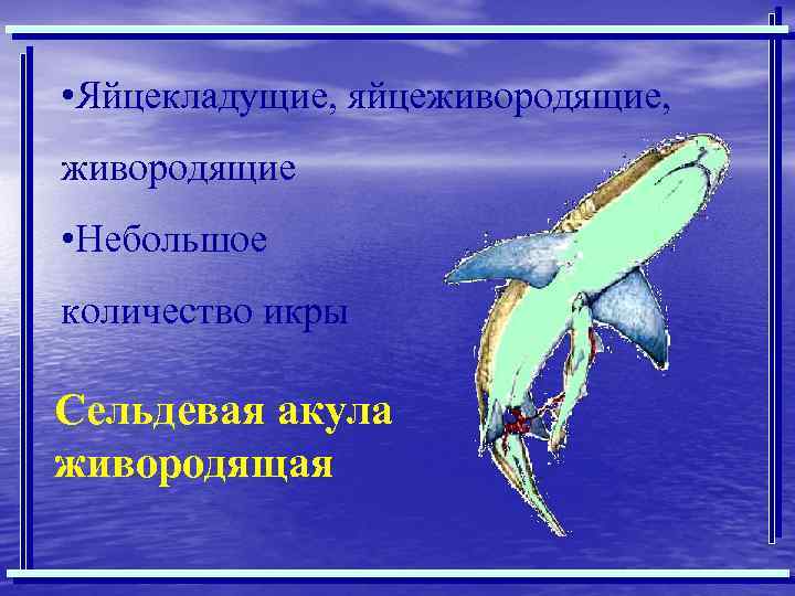  • Яйцекладущие, яйцеживородящие, живородящие • Небольшое количество икры Сельдевая акула живородящая 