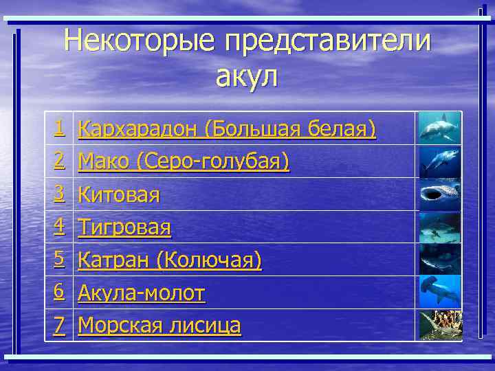 Некоторые представители акул 1 Кархарадон (Большая белая) 2 Мако (Серо-голубая) 3 Китовая 4 Тигровая