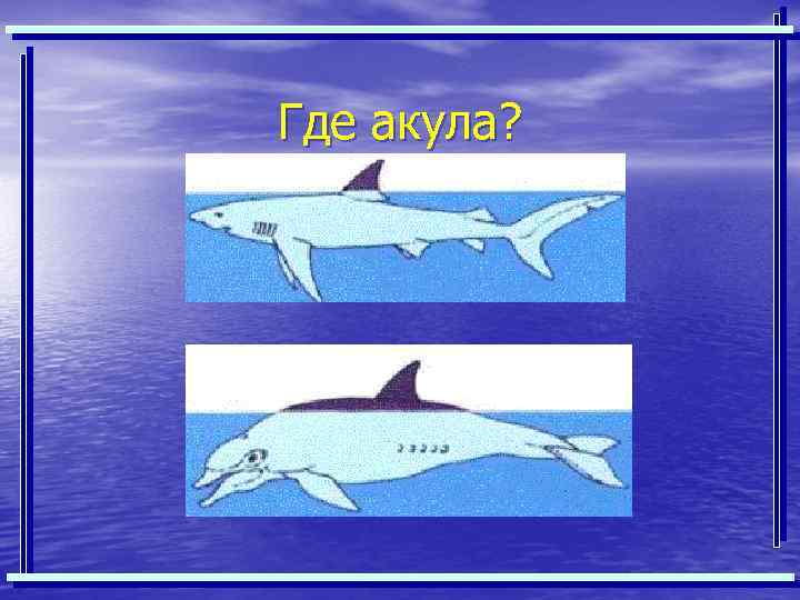 Где акула? 