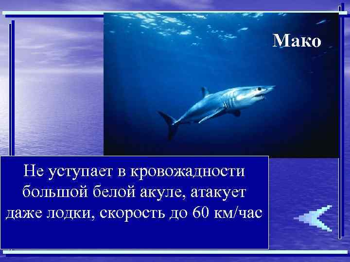 Мако Не уступает в кровожадности большой белой акуле, атакует даже лодки, скорость до 60