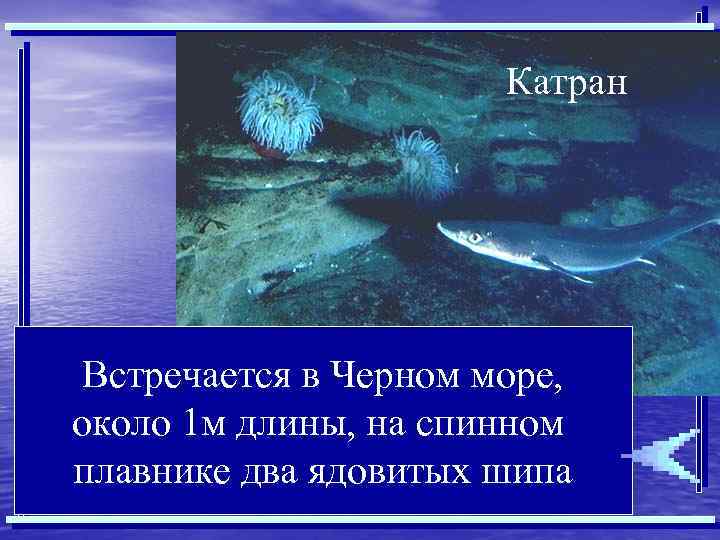 Катран Встречается в Черном море, около 1 м длины, на спинном плавнике два ядовитых