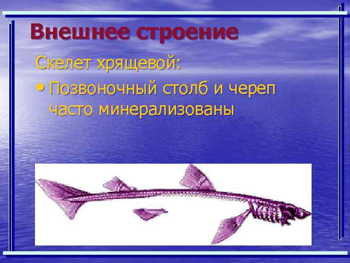 Внешнее строение Скелет хрящевой: • Позвоночный столб и череп часто минерализованы 