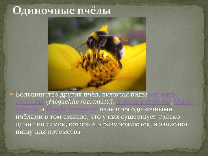 Одиночные пчёлы Большинство других пчёл, включая виды мегахила округлая (Megachile rotundata), Xylocopa virginica, Osmia
