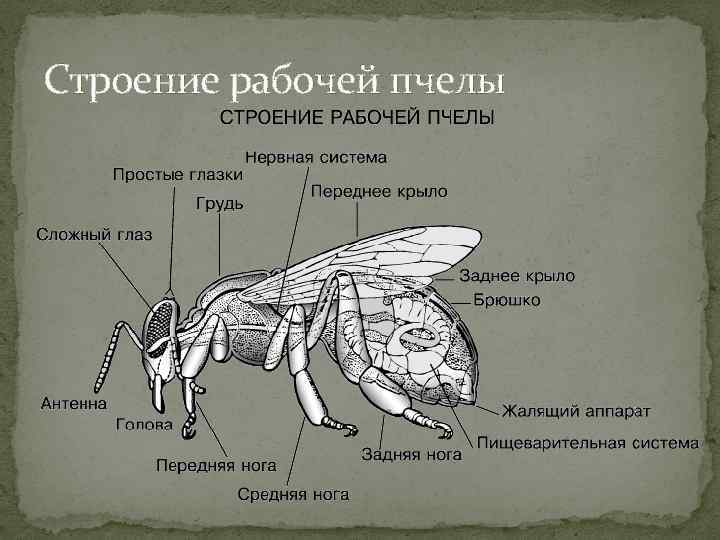 Строение пчелы картинки