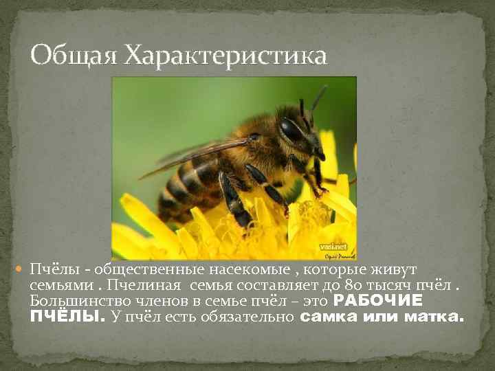 Пчелы зовут. Общая характеристика пчел. Пчелы общественные насекомые. Общественные насекомые пчелиная семья. Характеристика пчелиной семьи.