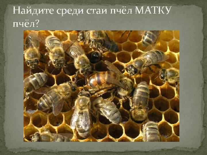 Найдите среди стаи пчёл МАТКУ пчёл? 