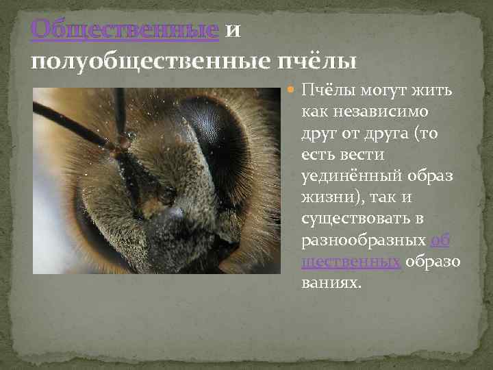 Общественные и полуобщественные пчёлы Пчёлы могут жить как независимо друг от друга (то есть