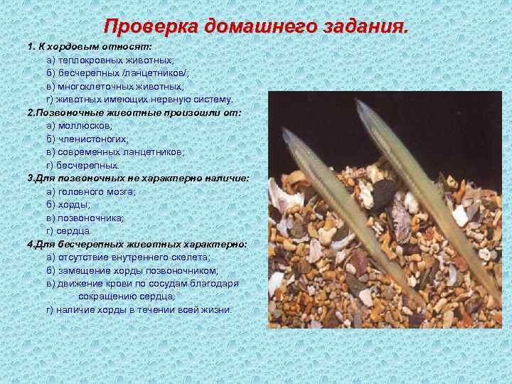 Проверка домашнего задания. 1. К хордовым относят: а) теплокровных животных; б) бесчерепных /ланцетников/; в)