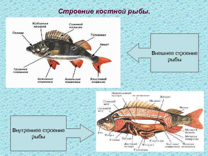 Строение костной рыбы. Внешнее строение рыбы Внутреннее строение рыбы 