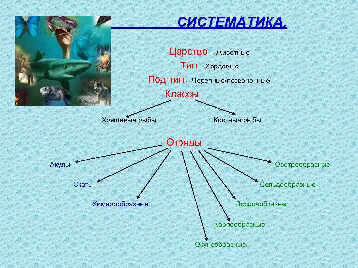 СИСТЕМАТИКА. Царство – Животные Тип – Хордовые Под тип – Черепные/позвоночные/ Классы Хрящевые рыбы