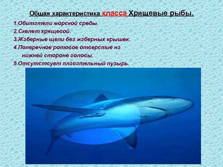 Общая характеристика класса Хрящевые 1. Обитатели морской среды. 2. Скелет хрящевой. 3. Жаберные щели