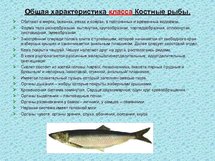 Общая характеристика класса Костные рыбы. Ø Ø Ø Ø Обитают в морях, океанах, реках
