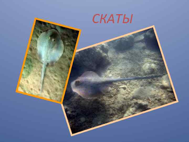 СКАТЫ 