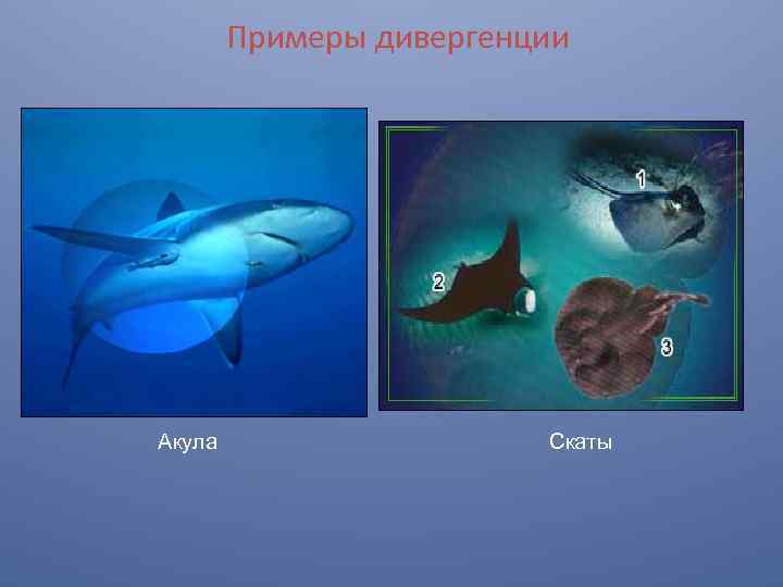 Примеры дивергенции Акула Скаты 