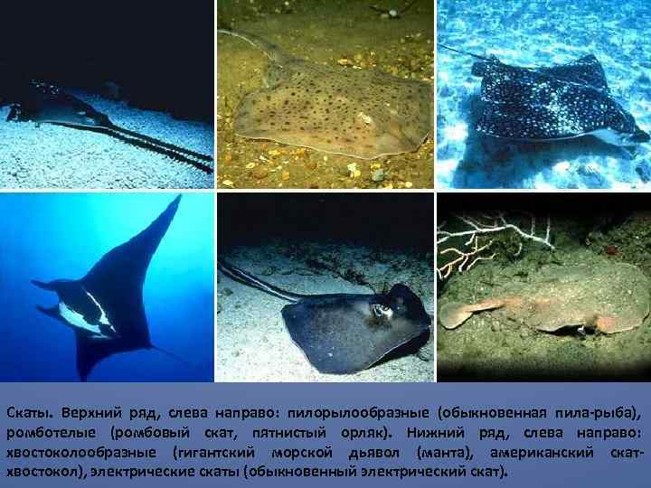 Скаты. Верхний ряд, слева направо: пилорылообразные (обыкновенная пила-рыба), ромботелые (ромбовый скат, пятнистый орляк). Нижний