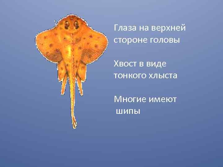 Глаза на верхней стороне головы Хвост в виде тонкого хлыста Многие имеют шипы 