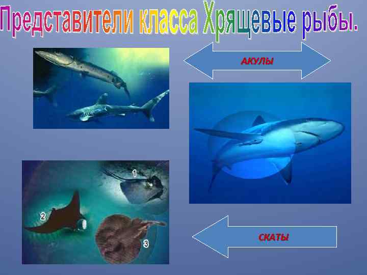 АКУЛЫ СКАТЫ 